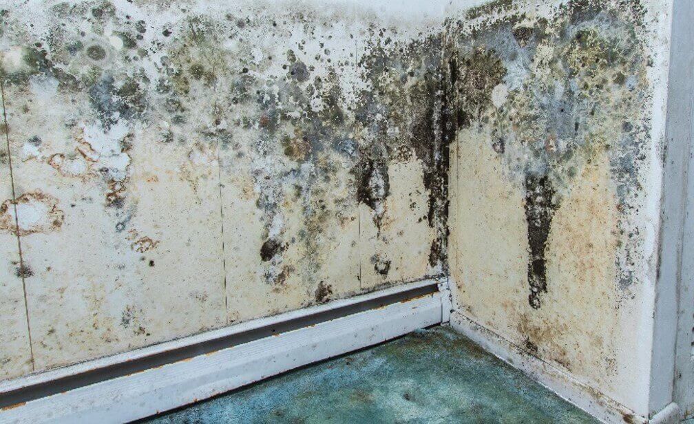 Mold growth on interior wall surfaces